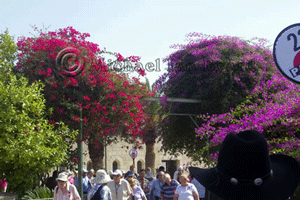 Variuos Bougainvillea